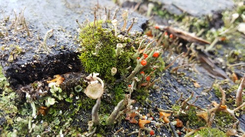 Cladonia macilenta - 