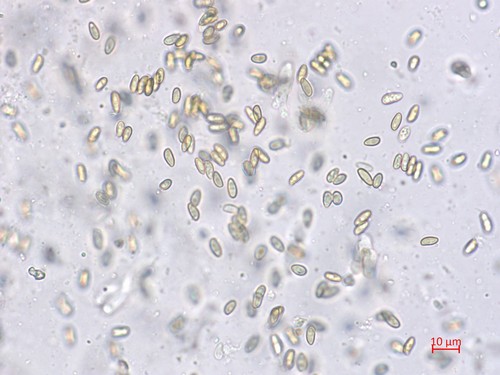 Pulveroboletus lignicola - 