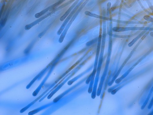 Cheilymenia crucipila - 