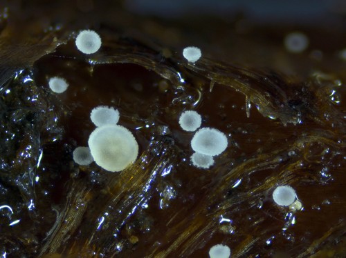 Psilachnum chrysostigmum - 