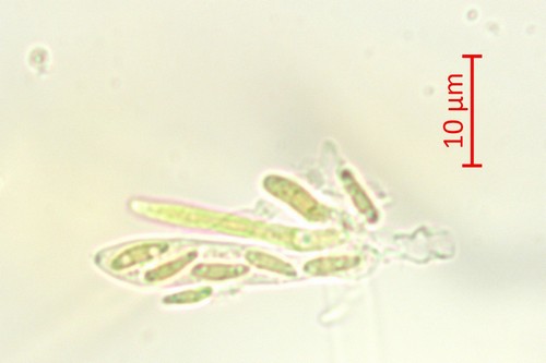 Psilachnum chrysostigmum - 