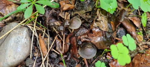 Panaeolus guttulatus - 