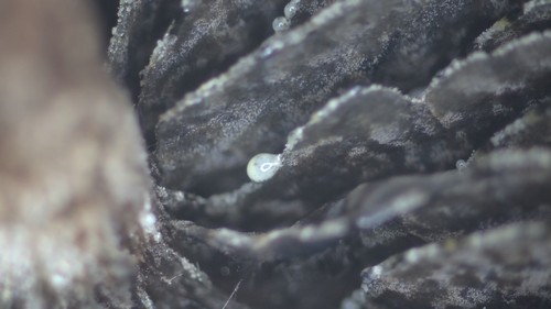 Panaeolus guttulatus - Lamellenschneide - 