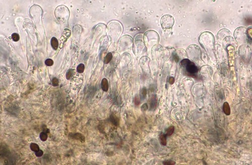 Panaeolus guttulatus - Cheilozystiden - 