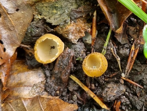 Tarzetta cupularis - 