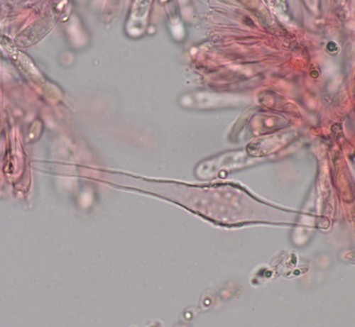 Mycena latifolia - 