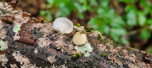 Hohenbuehelia grisea - 
