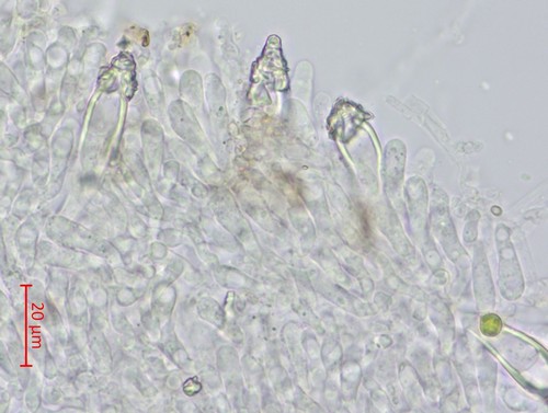 Hohenbuehelia grisea - 