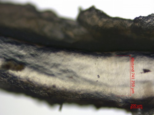 Hohenbuehelia grisea - 