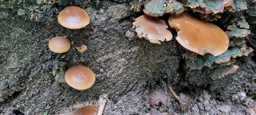 Simocybe centunculus - Cheilozystiden - Wasser  - 