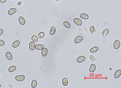 Simocybe centunculus - 