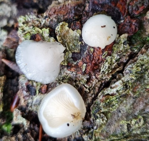 Hohenbuehelia grisea - 