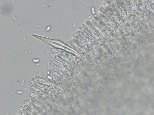 Hohenbuehelia grisea - 