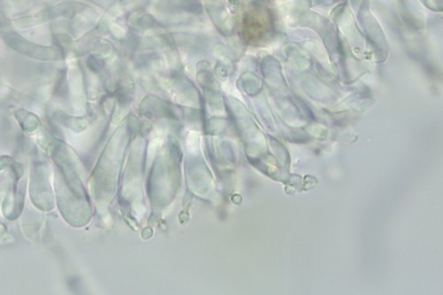 Hohenbuehelia grisea - 