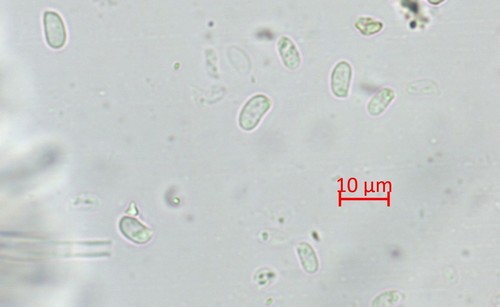 Hohenbuehelia grisea - 