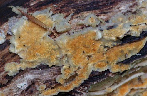 Steccherinum ochraceum - 