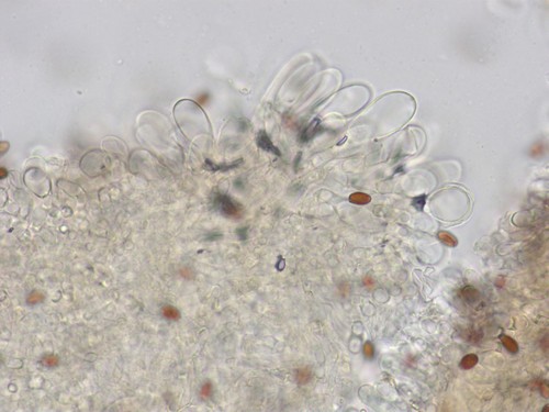 Psathyrella spadiceogrisea - 