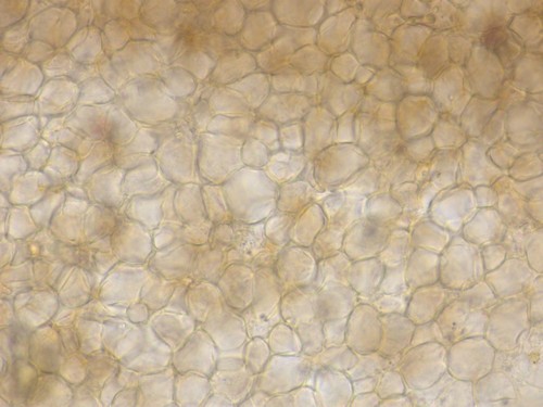 Psathyrella spadiceogrisea - HDS - 