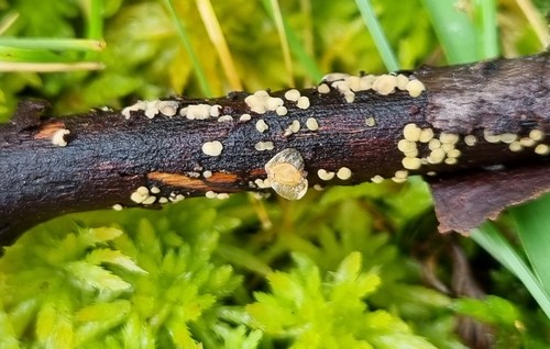 Niptera ramealis -