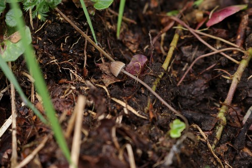 Mycena filopes - 