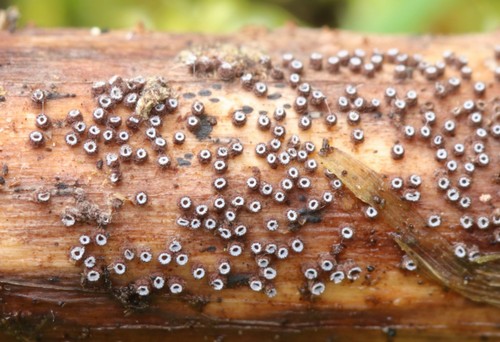 Solenopezia solenia - 