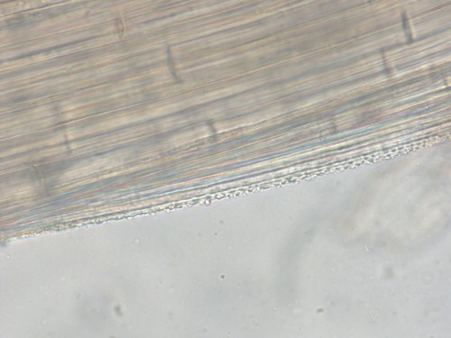 Mycena filopes - 