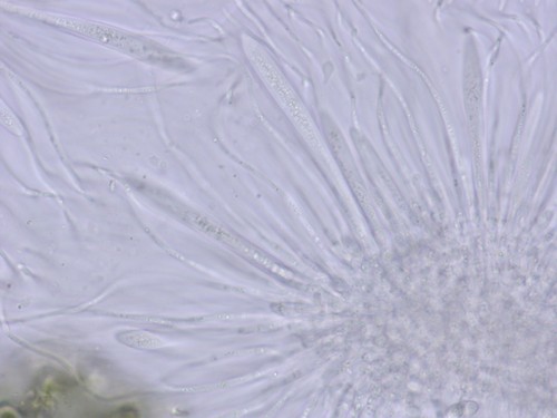 Lophomerum rhododendri - 