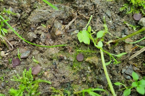 Marcelleina rickii - 