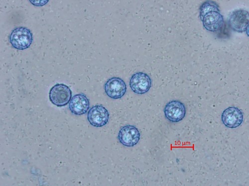 Marcelleina rickii - 