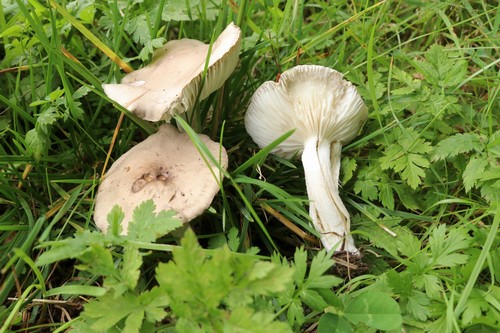 Hygrophorus agathosmus f. aureofloccosus - 