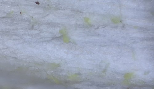 Hygrophorus agathosmus f. aureofloccosus - 