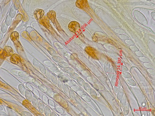 Cheilymenia granulata var. granulata - 