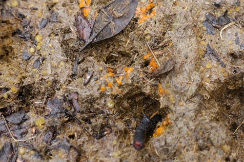 Cheilymenia granulata var. granulata - 