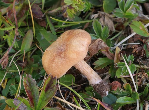 Laccaria laccata - 