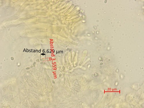 Cystoderma amianthinum fo. nana - 