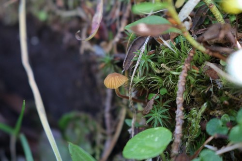 Galerina sphagnorum - 