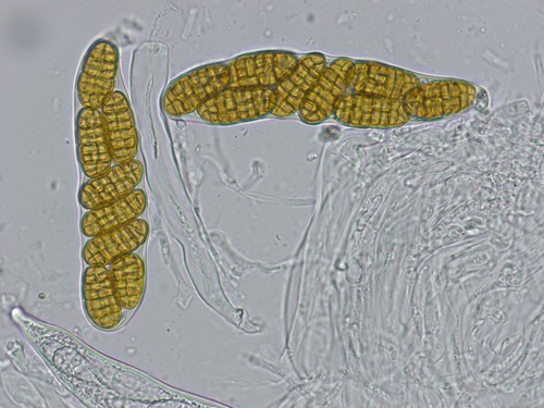 Pleospora helvetica - 