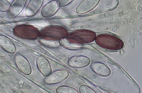 Ascobolus stercorarius - 