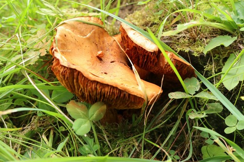 Cortinarius elegantior - 