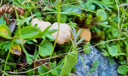 Cystoderma amianthinum fo. nana - 