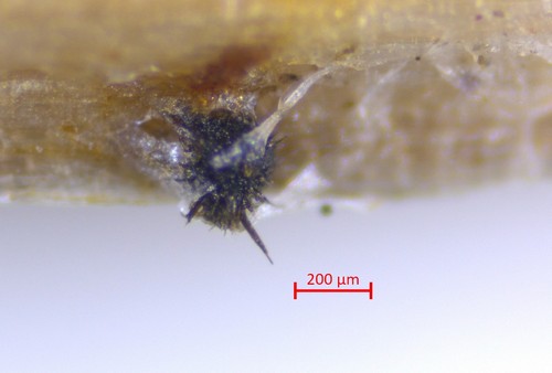 Pleospora helvetica - 