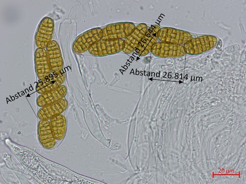Pleospora helvetica - 