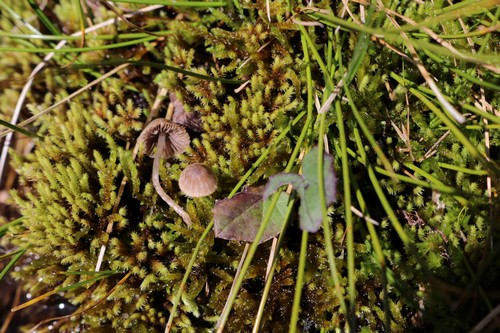 Psathyrella - 