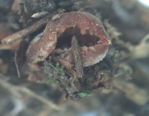 Rhodoscypha ovilla - 