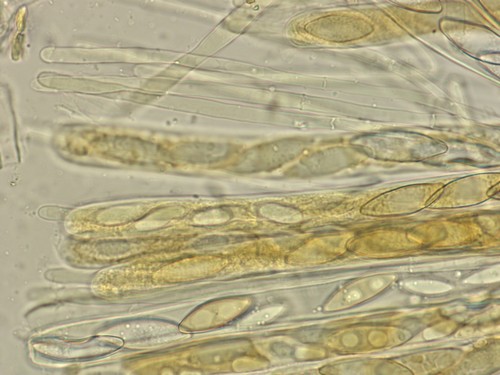 Rhodoscypha ovilla - 