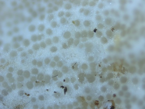 Hypomyces lateritius - 