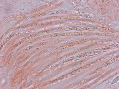 Hypomyces lateritius - 