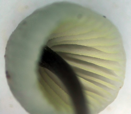 Mycena flavescens - 