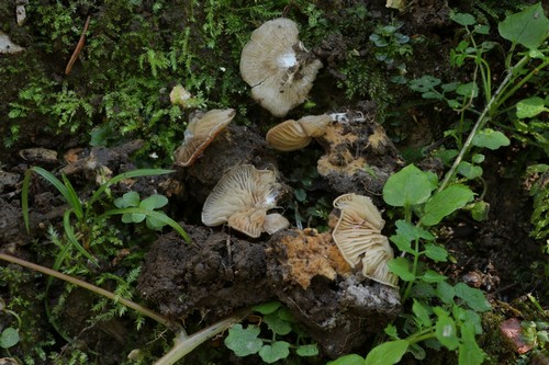 Entoloma byssisedum - 