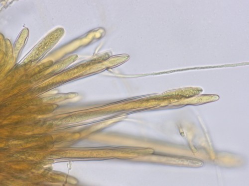 Lasiobelonium lanceolatum - 